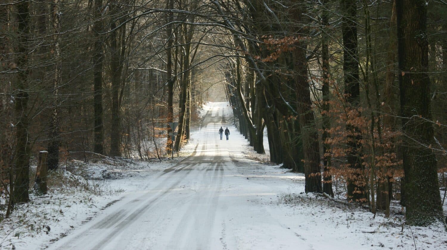 Path in snow through trees, two people walking in distance